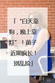 “白天靠狗，晚上靠灯”！菌子近期疯长！别乱捡