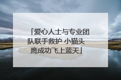 爱心人士与专业团队联手救护 小猫头鹰成功飞上蓝天