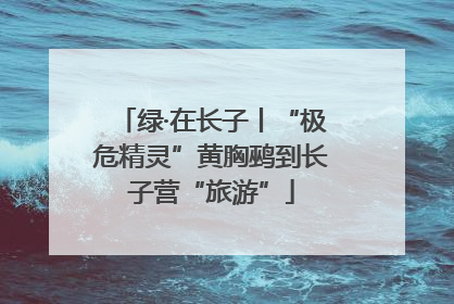 绿·在长子丨“极危精灵”黄胸鹀到长子营“旅游”