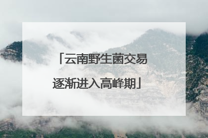 云南野生菌交易逐渐进入高峰期