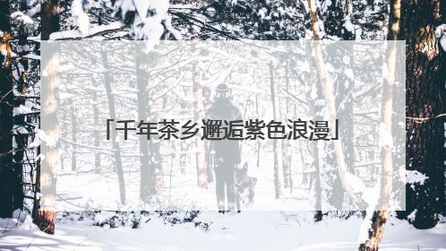 千年茶乡邂逅紫色浪漫