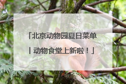 北京动物园夏日菜单丨动物食堂上新啦！