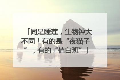 同是睡莲，生物钟大不同！有的是“夜猫子”，有的“值白班”