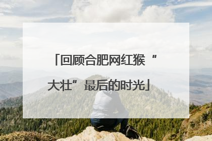 回顾合肥网红猴“大壮”最后的时光