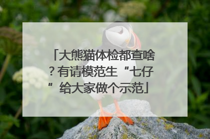 大熊猫体检都查啥？有请模范生“七仔”给大家做个示范