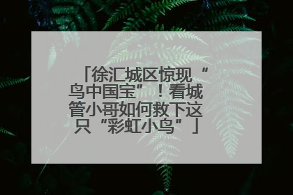 徐汇城区惊现“鸟中国宝”！看城管小哥如何救下这只“彩虹小鸟”