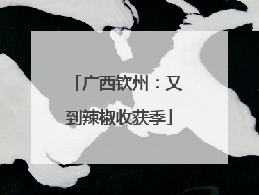 广西钦州：又到辣椒收获季