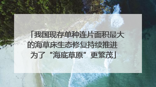 我国现存单种连片面积最大的海草床生态修复持续推进 为了“海底草原”更繁茂