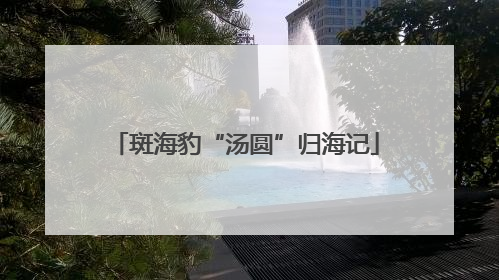 斑海豹“汤圆”归海记