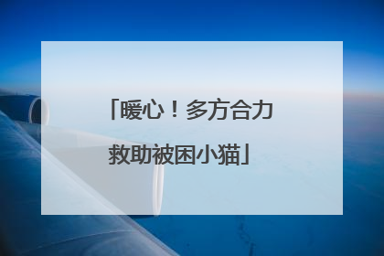 暖心！多方合力救助被困小猫