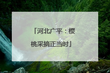 河北广平：樱桃采摘正当时