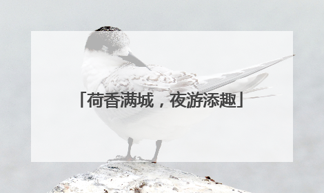 荷香满城，夜游添趣