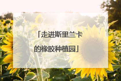 走进斯里兰卡的橡胶种植园