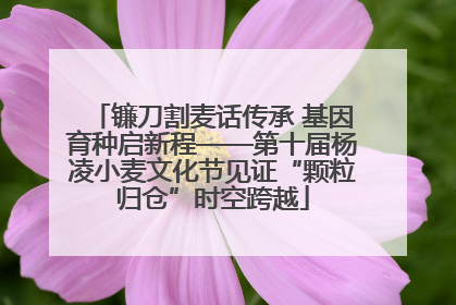 镰刀割麦话传承 基因育种启新程——第十届杨凌小麦文化节见证“颗粒归仓”时空跨越