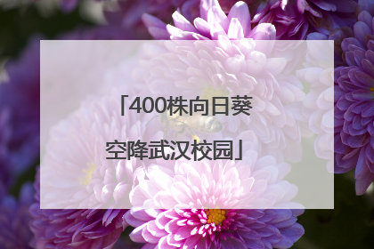 400株向日葵空降武汉校园