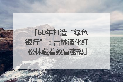 60年打造“绿色银行”：吉林通化红松林藏着致富密码